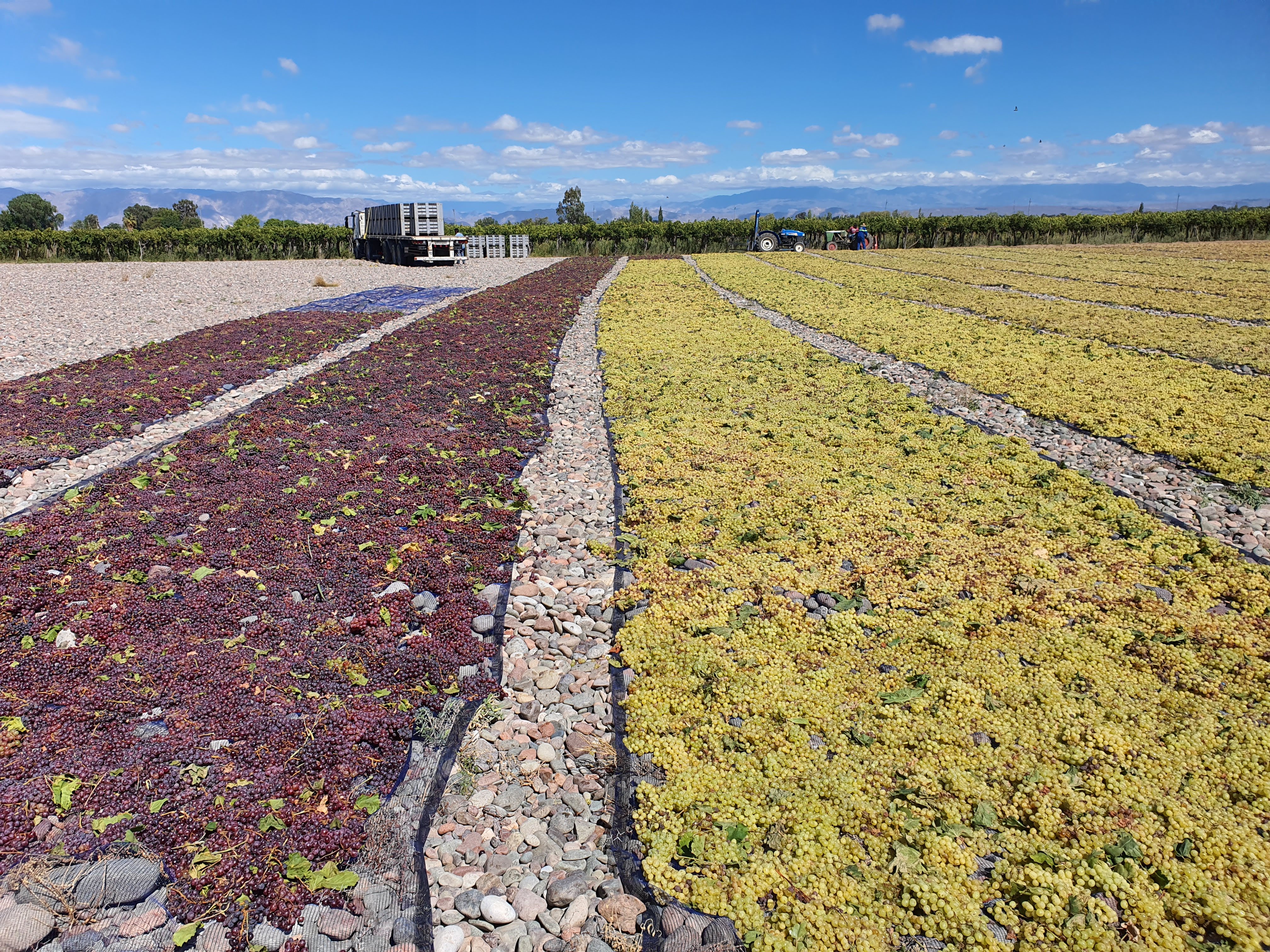 Secado de uvas tintas y blancas