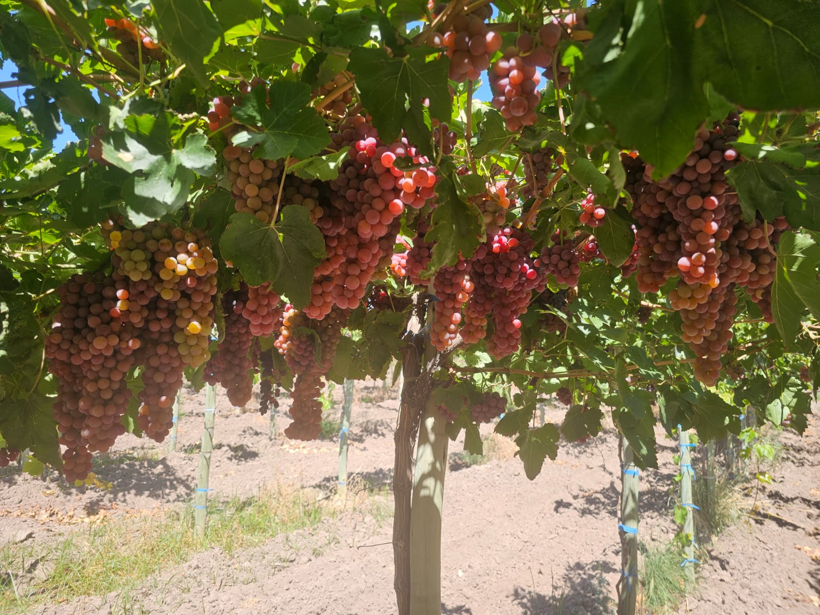 Uvas frescas en el viñedo