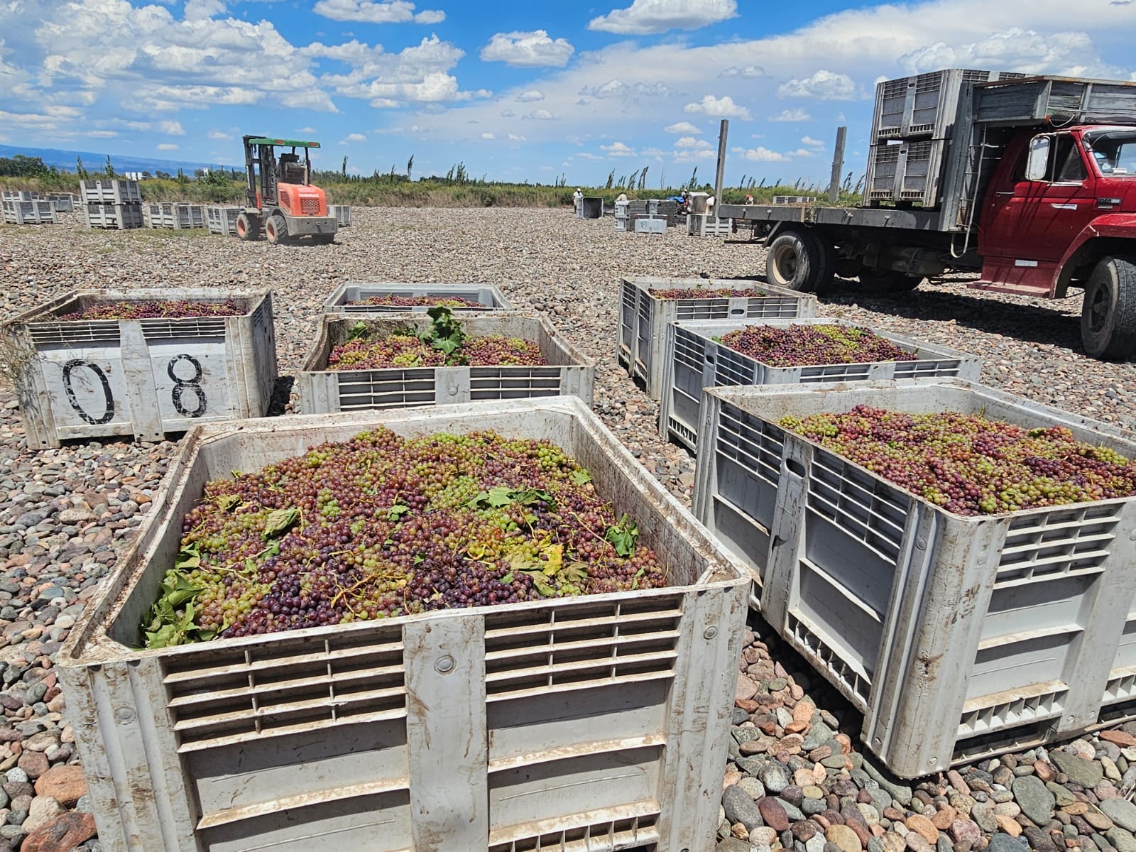 Bins en el campo