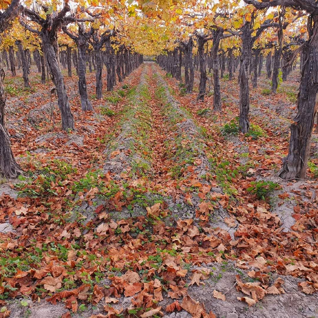 Viñedos en otoño