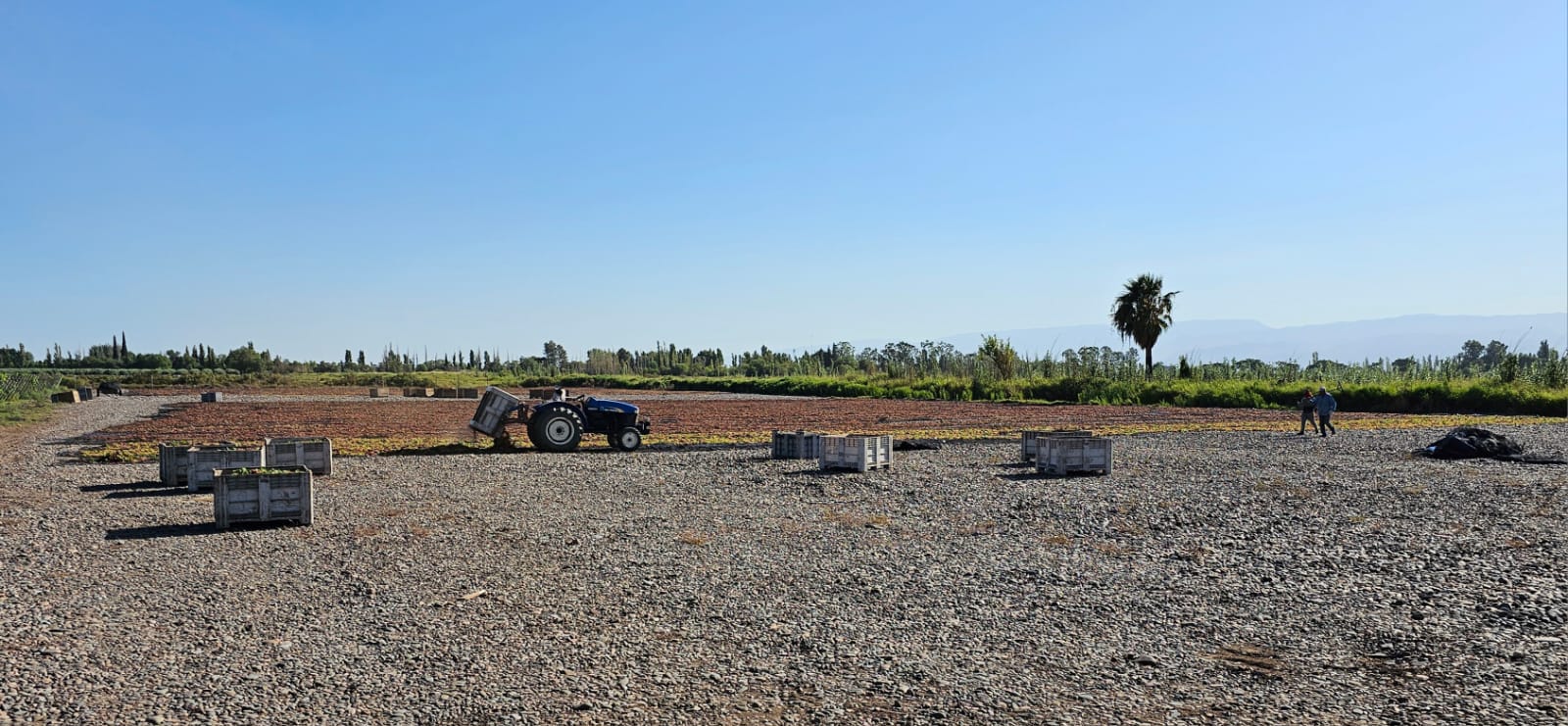 Cajones de cosecha y tractor
