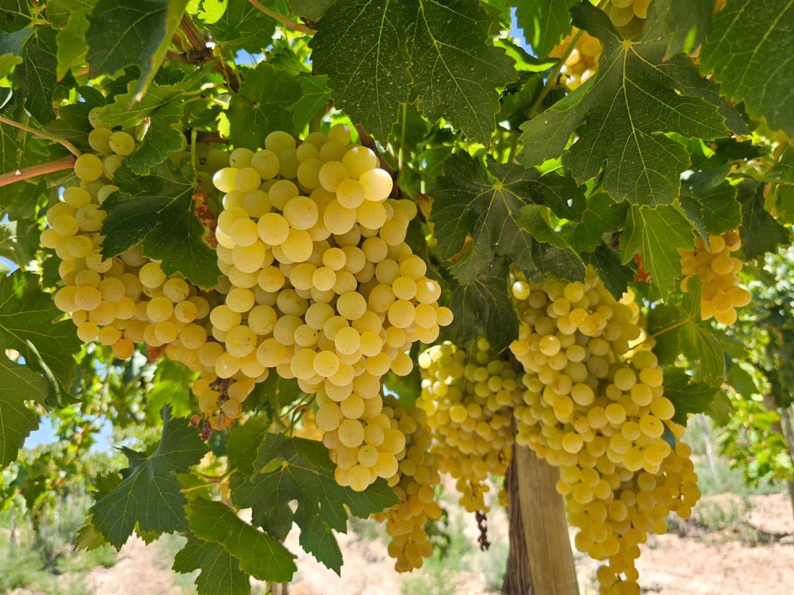 Racimos de uvas blancas